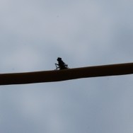 Fliege