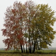 Laubfarben
