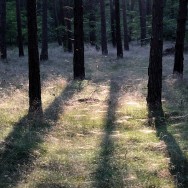 Wald