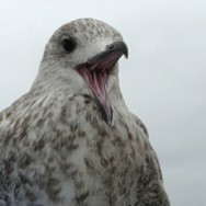Möwe