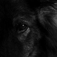 Kein Hund