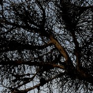 Mondvogel