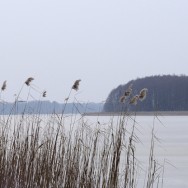 Eissonne
